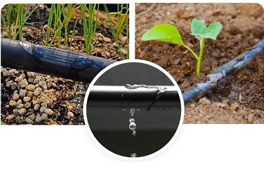 Drip tape water-saving irrigation